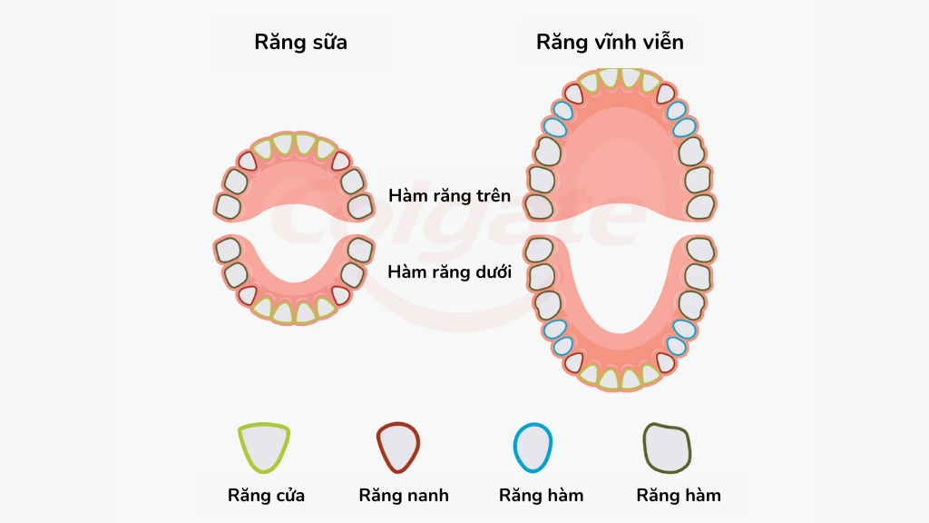 Con người có bao nhiêu cái răng? Cấu tạo và vai trò của hàm răng